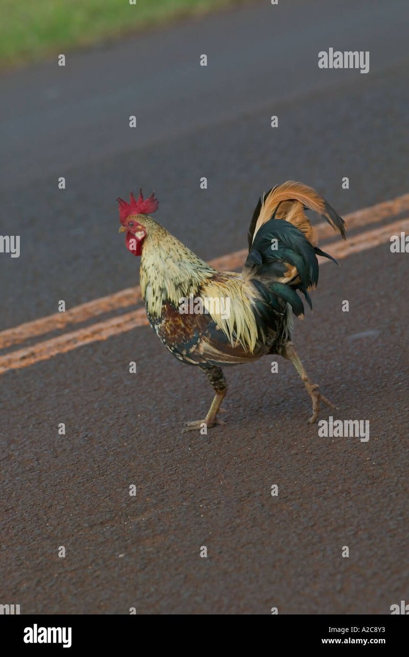Image: Descubre el MISTERIO de la Carretera Pollo en España