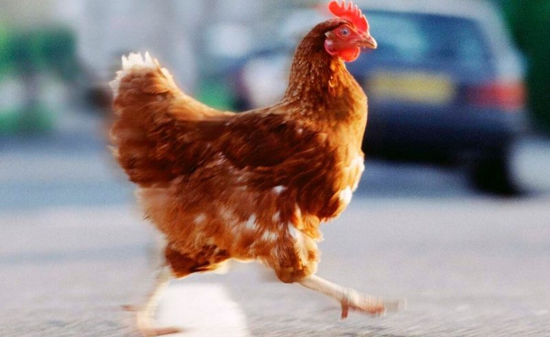 Chicken road game in Spain